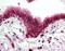 SKI Like Proto-Oncogene antibody, orb87948, Biorbyt, Immunohistochemistry paraffin image 