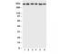 LeB antibody, R31427, NSJ Bioreagents, Western Blot image 