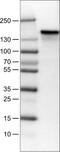 Anillin antibody, NBP2-52908, Novus Biologicals, Western Blot image 