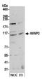 WW Domain Containing E3 Ubiquitin Protein Ligase 2 antibody, A302-936A, Bethyl Labs, Western Blot image 