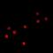 POU domain class 2-associating factor 1 antibody, orb381971, Biorbyt, Immunofluorescence image 