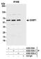 G3BP Stress Granule Assembly Factor 1 antibody, A302-033A, Bethyl Labs, Immunoprecipitation image 