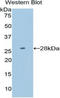 Protein Disulfide Isomerase Family A Member 2 antibody, LS-C296100, Lifespan Biosciences, Western Blot image 
