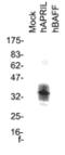 CD256 antibody, MBS565018, MyBioSource, Western Blot image 