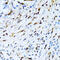DNA repair protein XRCC4 antibody, 16-747, ProSci, Immunohistochemistry paraffin image 