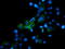 Mitochondrial Ribosomal Protein S27 antibody, LS-C175168, Lifespan Biosciences, Immunofluorescence image 