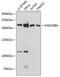 Transcription Activation Suppressor antibody, GTX66177, GeneTex, Western Blot image 