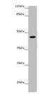 Nuclear RNA Export Factor 5 antibody, A63066-100, Epigentek, Western Blot image 