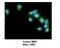 Male Germ Cell Associated Kinase antibody, NBP1-54991, Novus Biologicals, Immunocytochemistry image 