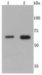 TNF Receptor Superfamily Member 1B antibody, NBP2-67218, Novus Biologicals, Western Blot image 