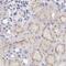 Mitotic Spindle Positioning antibody, PA5-64011, Invitrogen Antibodies, Immunohistochemistry frozen image 