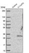Cilia And Flagella Associated Protein 300 antibody, NBP1-81213, Novus Biologicals, Western Blot image 