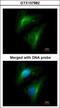 Lgl2 antibody, GTX107982, GeneTex, Immunofluorescence image 