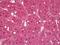 Leucine Rich Repeat Transmembrane Neuronal 4 antibody, orb95592, Biorbyt, Immunohistochemistry paraffin image 