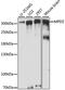 Multiple PDZ Domain Crumbs Cell Polarity Complex Component antibody, 16-001, ProSci, Western Blot image 