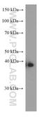 ERCC Excision Repair 1, Endonuclease Non-Catalytic Subunit antibody, 66275-1-Ig, Proteintech Group, Western Blot image 