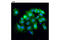 Thymidylate Synthetase antibody, 9045P, Cell Signaling Technology, Immunofluorescence image 