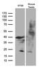 Apolipoprotein B MRNA Editing Enzyme Catalytic Polypeptide Like 4 antibody, LS-C795617, Lifespan Biosciences, Western Blot image 