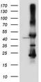 Serpin Family B Member 6 antibody, CF504355, Origene, Western Blot image 