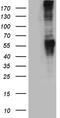 Glutamate Metabotropic Receptor 5 antibody, TA890123, Origene, Western Blot image 