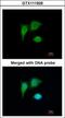 Tumor Protein P53 Inducible Protein 3 antibody, GTX111926, GeneTex, Immunocytochemistry image 