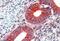 Erythrocyte Membrane Protein Band 4.1 Like 2 antibody, NBP1-06033, Novus Biologicals, Immunohistochemistry frozen image 