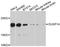 Dual Specificity Phosphatase 14 antibody, STJ112325, St John