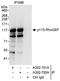 Rho Guanine Nucleotide Exchange Factor 1 antibody, A302-702A, Bethyl Labs, Immunoprecipitation image 