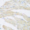 N-Acetyltransferase 8B (Putative, Gene/Pseudogene) antibody, 22-780, ProSci, Immunohistochemistry frozen image 