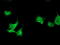 Translocase Of Outer Mitochondrial Membrane 34 antibody, TA503090, Origene, Immunofluorescence image 