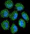 PRAME Family Member 6 antibody, LS-C162114, Lifespan Biosciences, Immunofluorescence image 