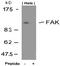 PTK2 antibody, AP02673PU-S, Origene, Western Blot image 