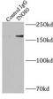 Putative DNA helicase INO80 complex homolog 1 antibody, FNab04323, FineTest, Immunoprecipitation image 