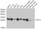 Ribosomal Protein L13 antibody, A4083, ABclonal Technology, Western Blot image 