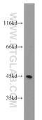 mBD-2 antibody, 55200-1-AP, Proteintech Group, Western Blot image 