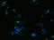 Transmembrane Protein 115 antibody, orb357163, Biorbyt, Immunofluorescence image 