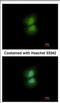 Cilia And Flagella Associated Protein 410 antibody, NBP2-21571, Novus Biologicals, Immunofluorescence image 