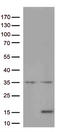 C-X-C Motif Chemokine Ligand 8 antibody, CF813307, Origene, Western Blot image 