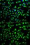Sperm Adhesion Molecule 1 antibody, GTX54679, GeneTex, Immunofluorescence image 