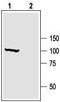 Slo1 antibody, TA328968, Origene, Western Blot image 