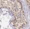 Diacylglycerol Kinase Eta antibody, FNab02359, FineTest, Immunohistochemistry frozen image 