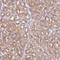 Vesicle Transport Through Interaction With T-SNAREs 1A antibody, HPA054108, Atlas Antibodies, Immunohistochemistry frozen image 