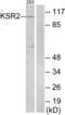 Kinase suppressor of Ras 2 antibody, abx013666, Abbexa, Western Blot image 
