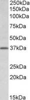 Transcription Factor B2, Mitochondrial antibody, TA311384, Origene, Western Blot image 