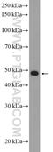 Histone Deacetylase 3 antibody, 10255-1-AP, Proteintech Group, Western Blot image 