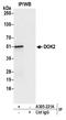 Docking Protein 2 antibody, A305-221A, Bethyl Labs, Immunoprecipitation image 