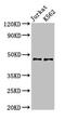 LIM Domain Binding 1 antibody, CSB-PA771433LA01HU, Cusabio, Western Blot image 