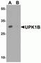 Uroplakin 1B antibody, NBP2-81768, Novus Biologicals, Western Blot image 