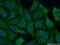 Nfm antibody, 20664-1-AP, Proteintech Group, Immunofluorescence image 