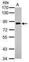 AP-1 complex subunit gamma-1 antibody, PA5-29965, Invitrogen Antibodies, Western Blot image 